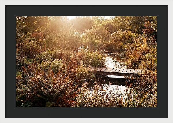 Wild Pond Serenity