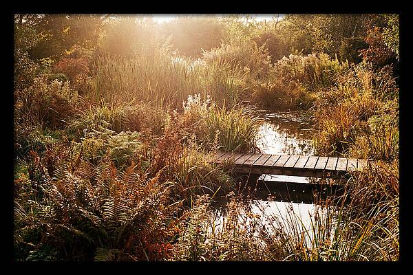 Wild Pond Serenity