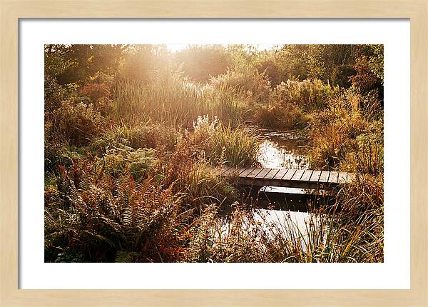 Wild Pond Serenity
