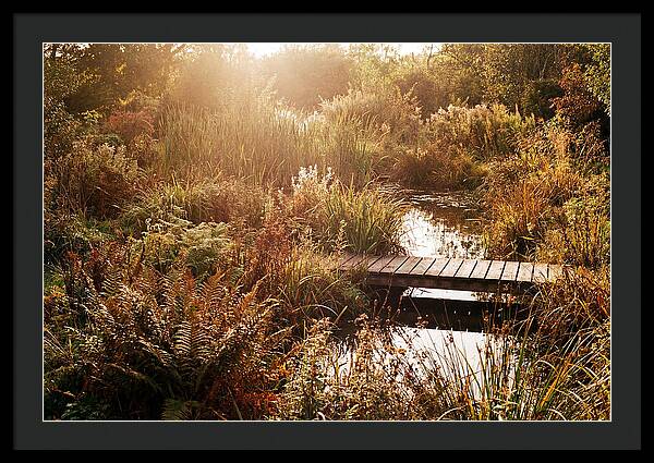 Wild Pond Serenity