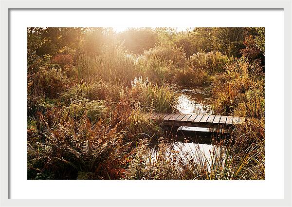 Wild Pond Serenity