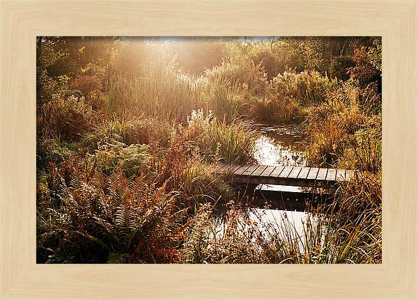 Wild Pond Serenity