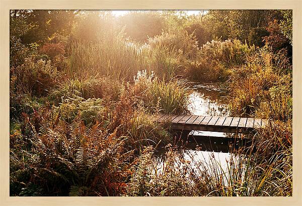 Wild Pond Serenity