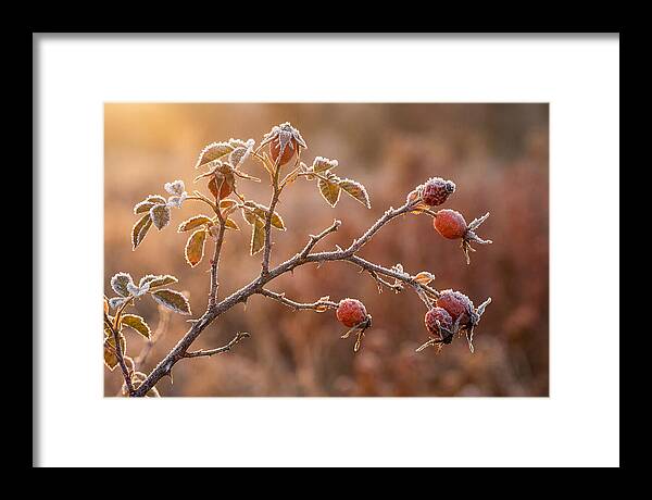 Wild Rose Hip Branch In Frost