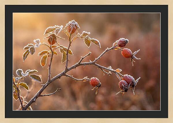 Wild Rose Hip Branch In Frost