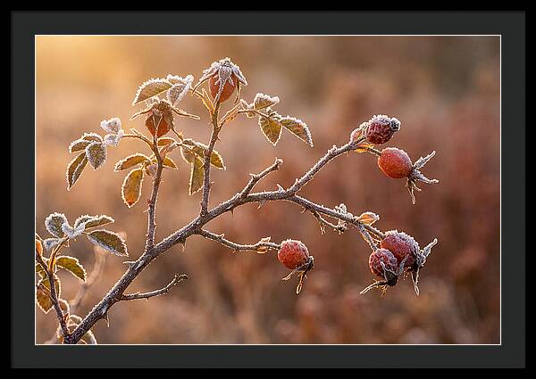 Wild Rose Hip Branch In Frost