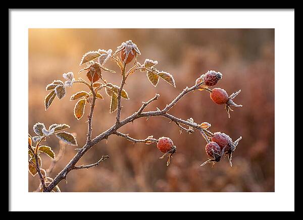 Wild Rose Hip Branch In Frost