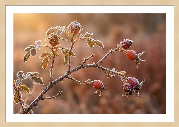 Wild Rose Hip Branch In Frost
