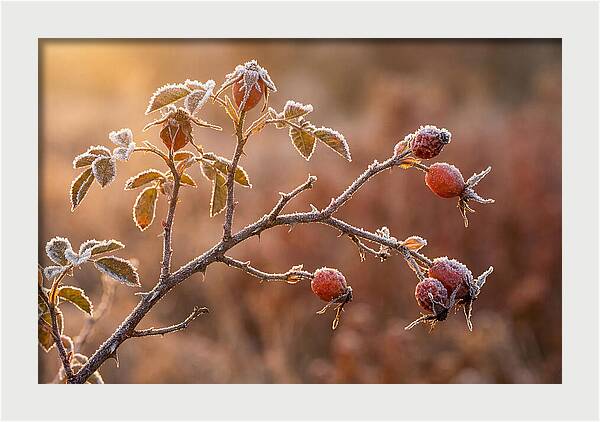 Wild Rose Hip Branch In Frost
