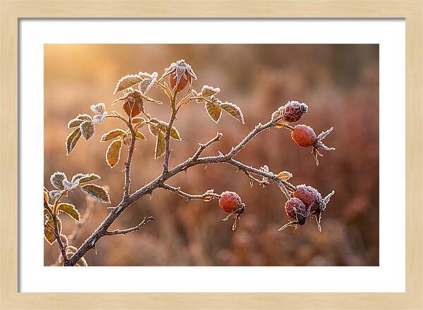 Wild Rose Hip Branch In Frost