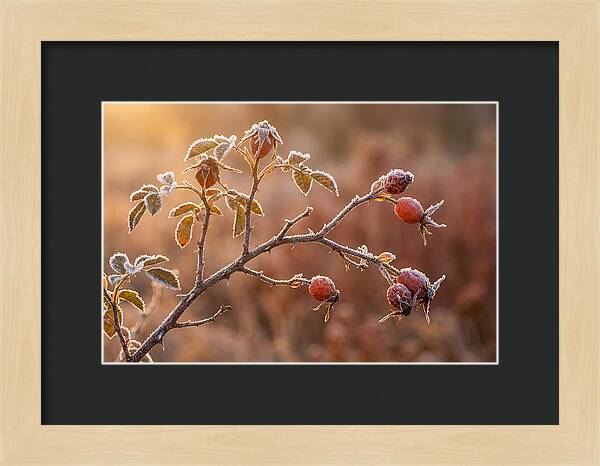 Wild Rose Hip Branch In Frost