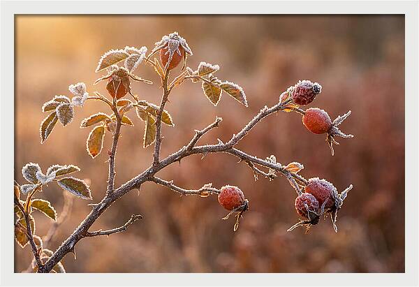 Wild Rose Hip Branch In Frost