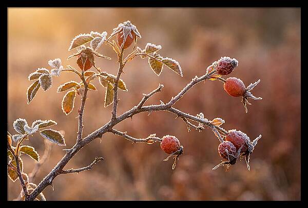 Wild Rose Hip Branch In Frost