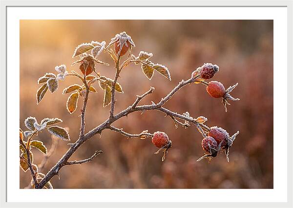 Wild Rose Hip Branch In Frost