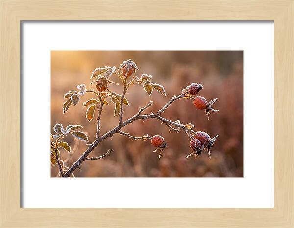 Wild Rose Hip Branch In Frost