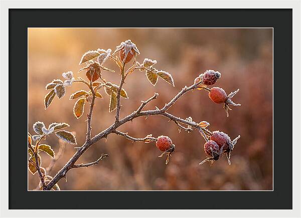 Wild Rose Hip Branch In Frost