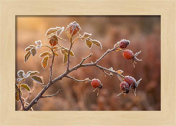 Wild Rose Hip Branch In Frost