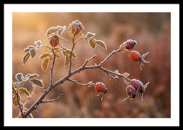Wild Rose Hip Branch In Frost