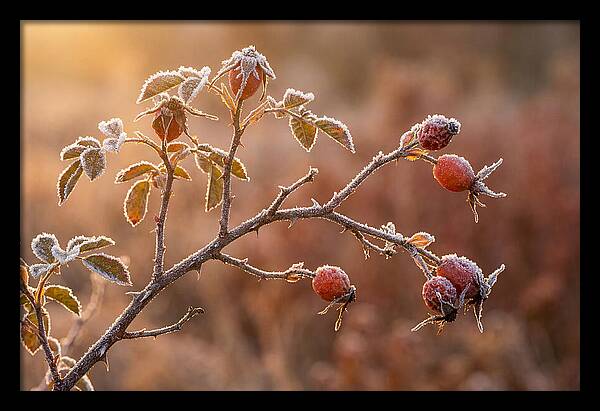 Wild Rose Hip Branch In Frost