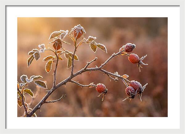 Wild Rose Hip Branch In Frost