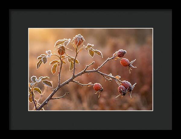 Wild Rose Hip Branch In Frost