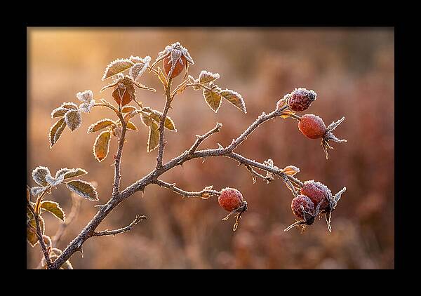Wild Rose Hip Branch In Frost