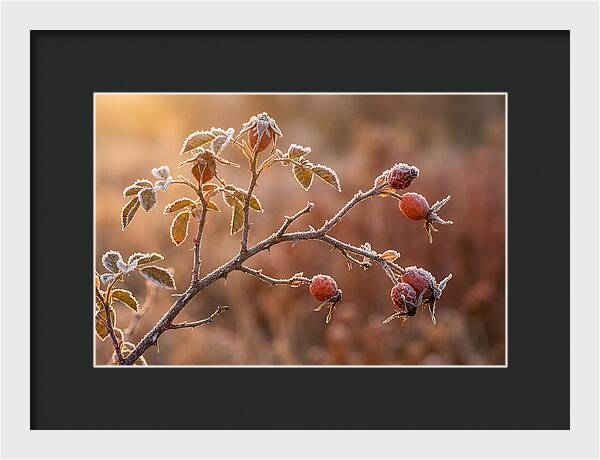 Wild Rose Hip Branch In Frost