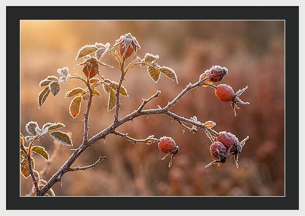 Wild Rose Hip Branch In Frost