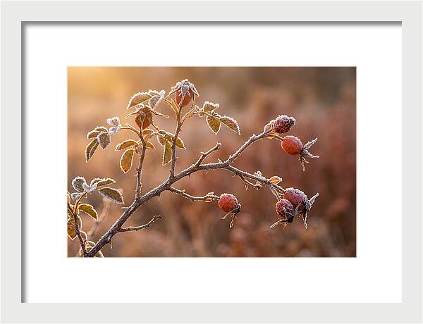 Wild Rose Hip Branch In Frost