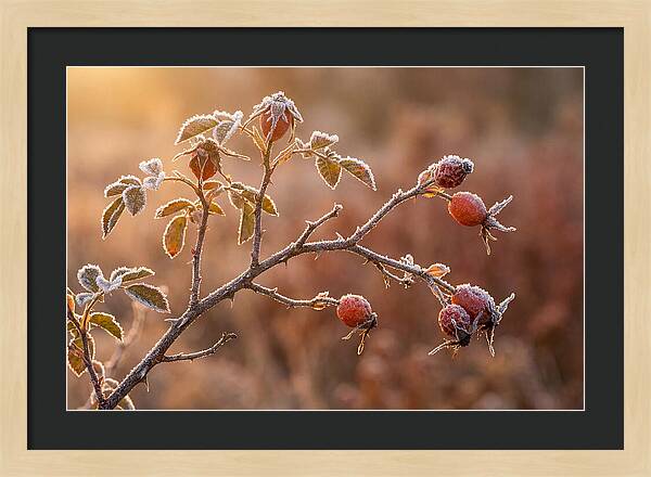 Wild Rose Hip Branch In Frost