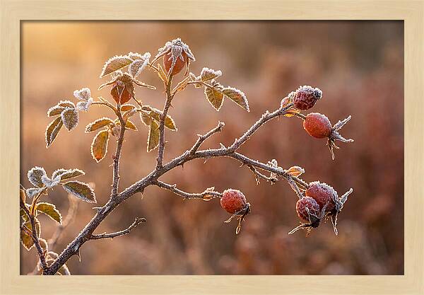 Wild Rose Hip Branch In Frost