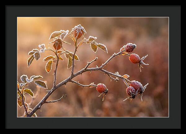 Wild Rose Hip Branch In Frost