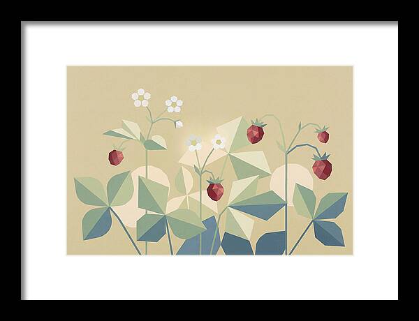 Wild Strawberry Plant Delight