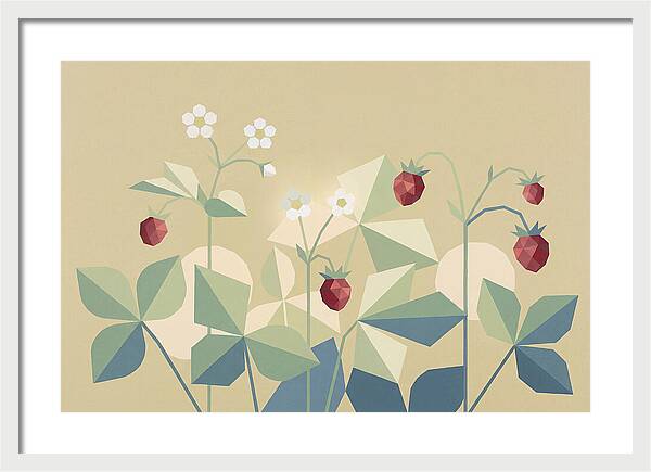 Wild Strawberry Plant Delight