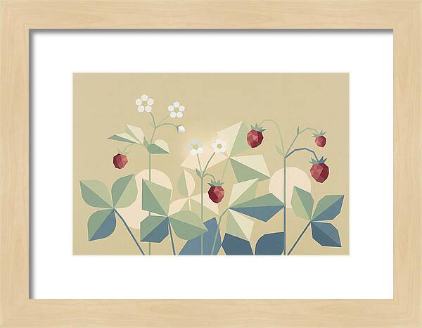Wild Strawberry Plant Delight