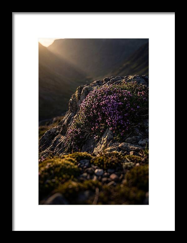 Wild Thyme Blossoms On Rock