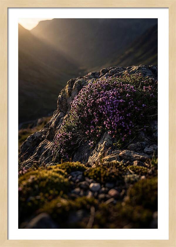 Wild Thyme Blossoms On Rock