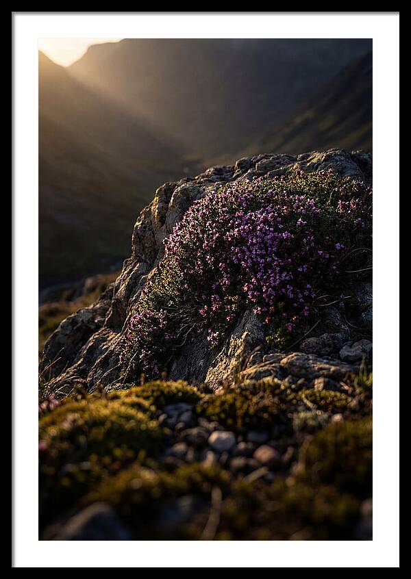 Wild Thyme Blossoms On Rock
