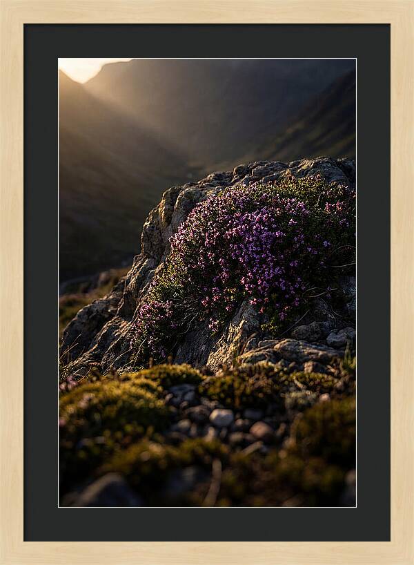Wild Thyme Blossoms On Rock