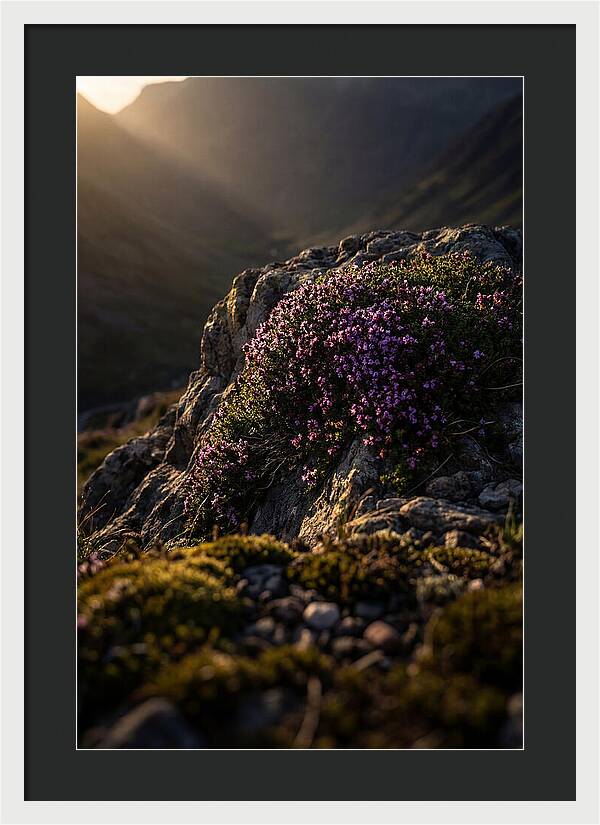 Wild Thyme Blossoms On Rock