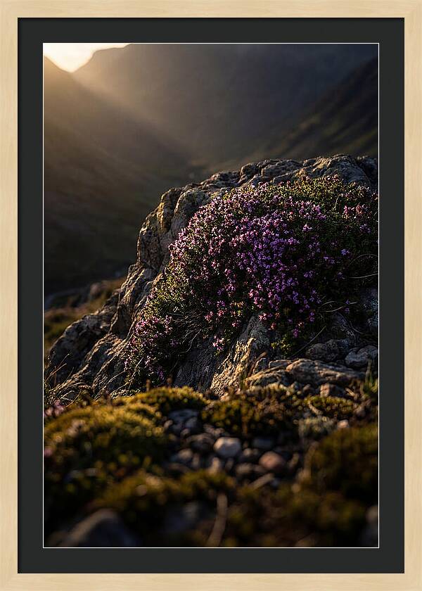 Wild Thyme Blossoms On Rock