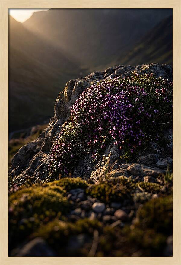Wild Thyme Blossoms On Rock