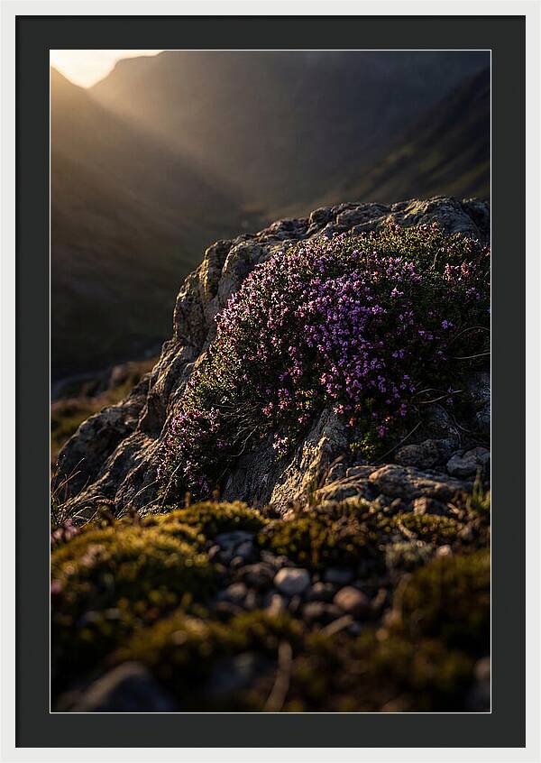 Wild Thyme Blossoms On Rock