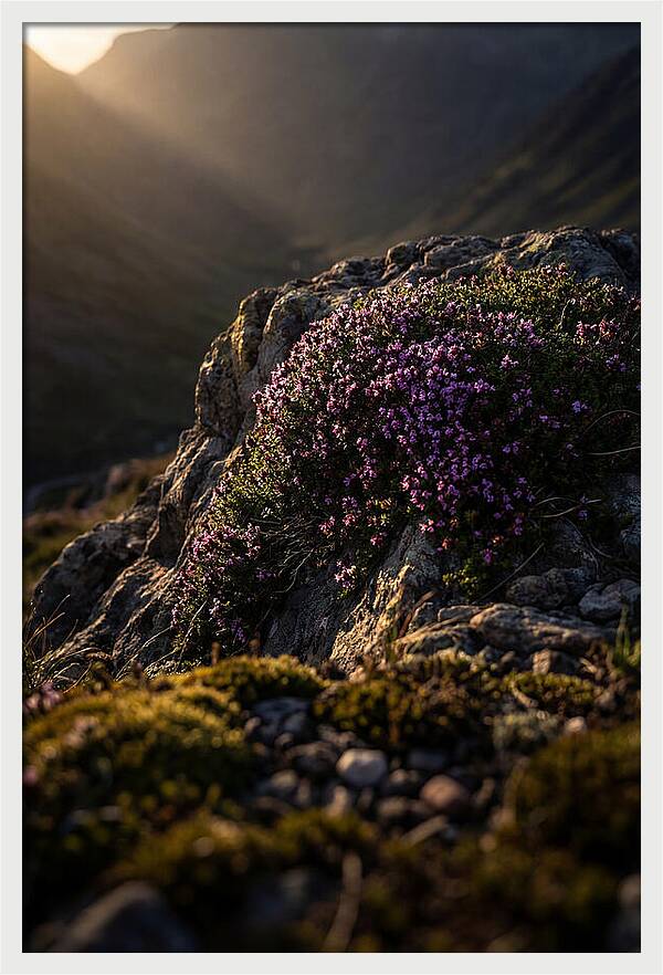 Wild Thyme Blossoms On Rock