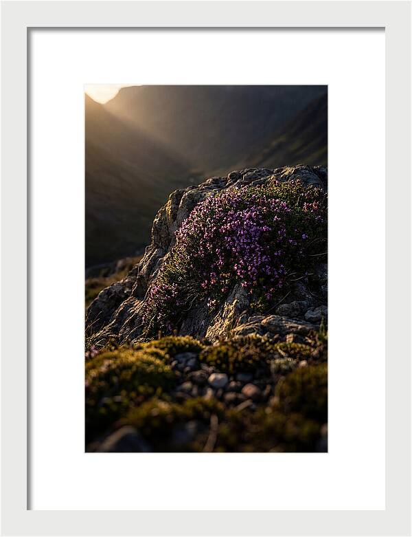 Wild Thyme Blossoms On Rock