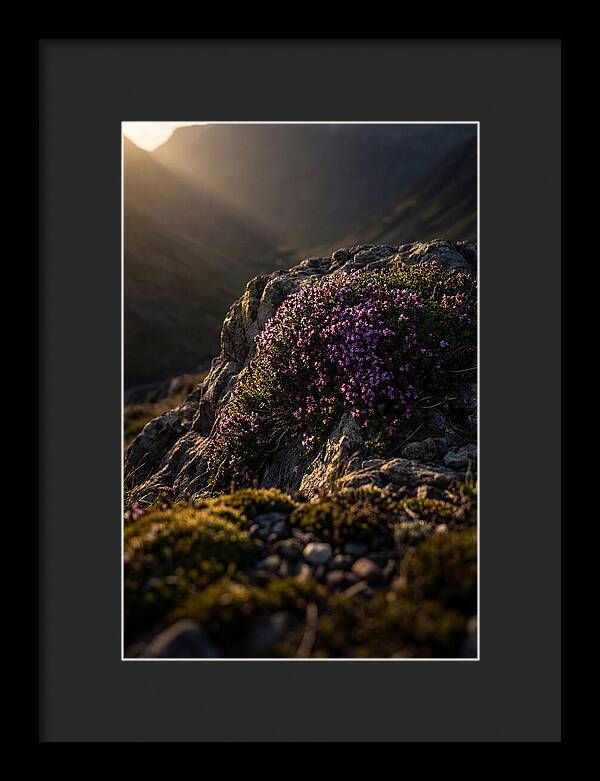 Wild Thyme Blossoms On Rock