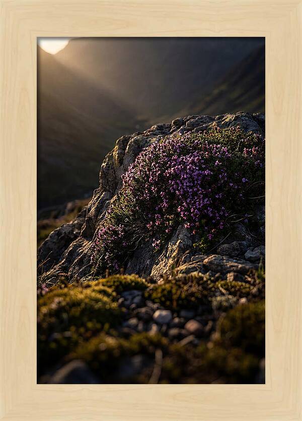 Wild Thyme Blossoms On Rock