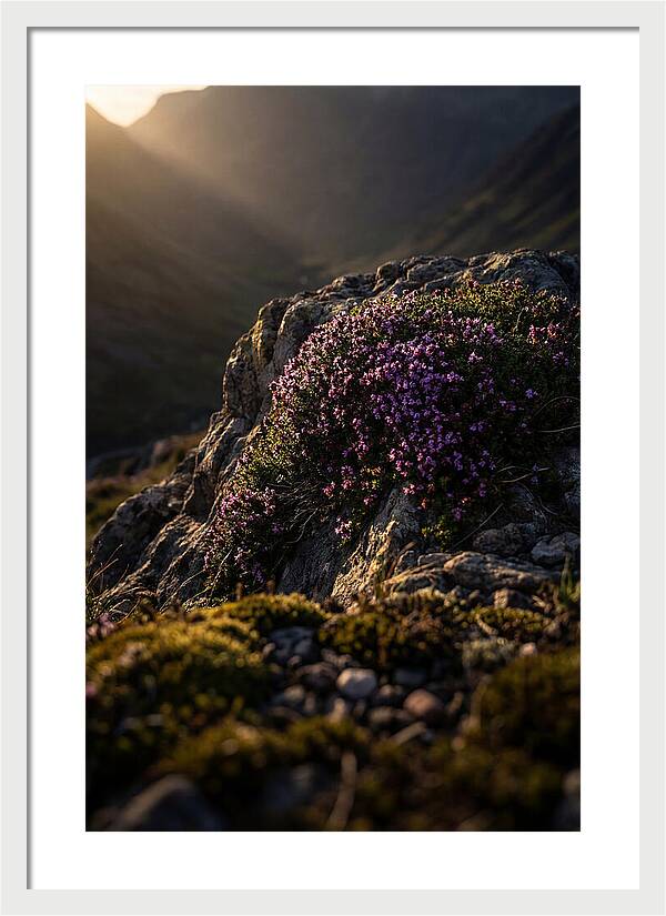 Wild Thyme Blossoms On Rock