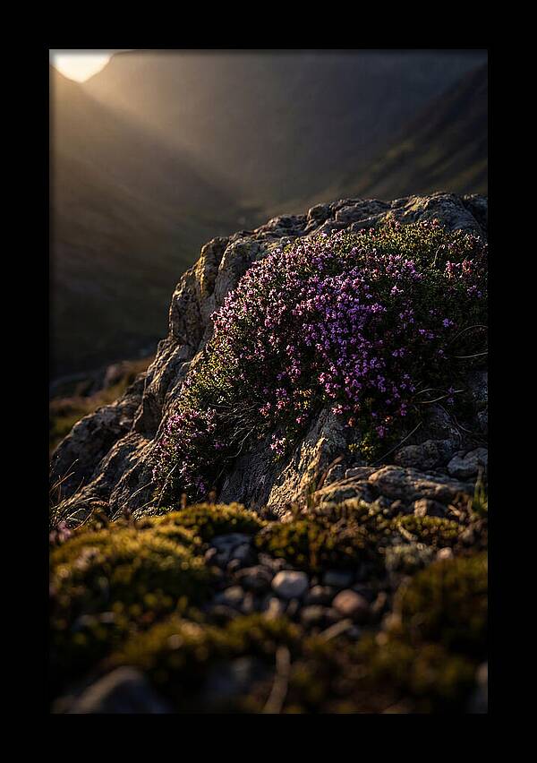 Wild Thyme Blossoms On Rock