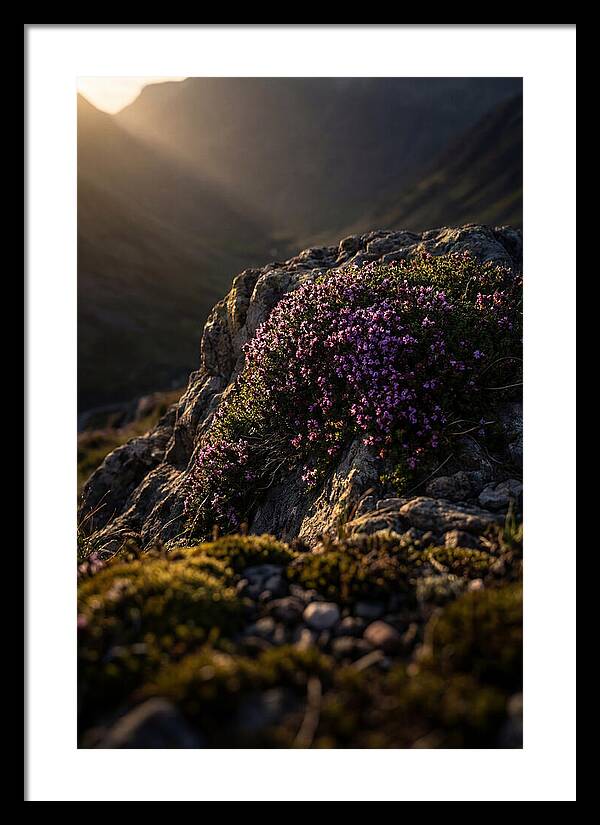 Wild Thyme Blossoms On Rock